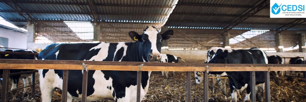 Artificial Insemination in Dairy